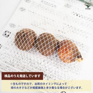 球根 原種系チューリップ シルビア 花球根 3...の詳細画像2