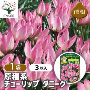 球根 オーニソガラム ヌタンス 福花園 5球 fke : フラワーネット日本花