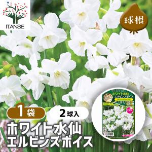 球根 ホワイト水仙 エルビンズボイス 花球根 2...の商品画像