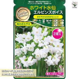球根 ホワイト水仙 エルビンズボイス 花球根 ...の詳細画像1