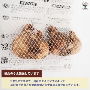 球根 ホワイト水仙 エルビンズボイス 花球根 ...の詳細画像2