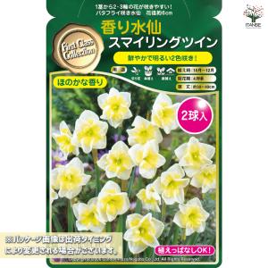 球根 香り水仙 スマイリングツイン 花球根 2...の詳細画像1