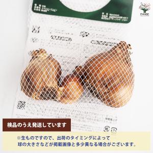 球根 香り水仙 スマイリングツイン 花球根 2...の詳細画像2