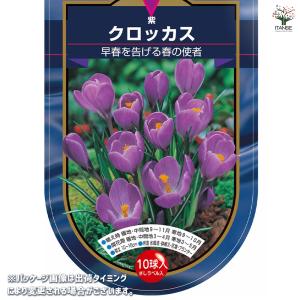 クロッカス 紫 花球根 10球/1個売り ハナ...の詳細画像1