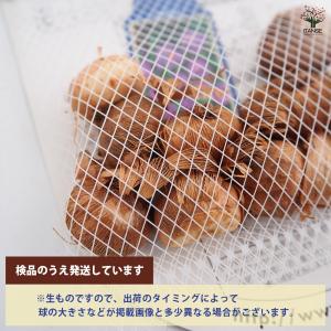 クロッカス 紫 花球根 10球/1個売り ハナ...の詳細画像2