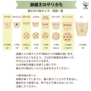 クロッカス 紫 花球根 10球/1個売り ハナ...の詳細画像5