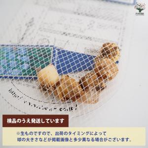 ムスカリ アズレウム 花球根 5球/1個売り ...の詳細画像2