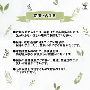 ムスカリ アズレウム 花球根 5球/1個売り ...の詳細画像3