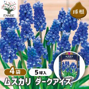 球根 ムスカリ ダークアイズ 花球根 5球/お買...の商品画像