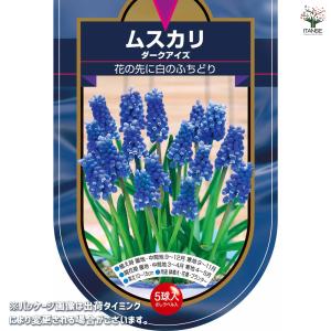 球根 ムスカリ ダークアイズ 花球根 5球/お...の詳細画像1