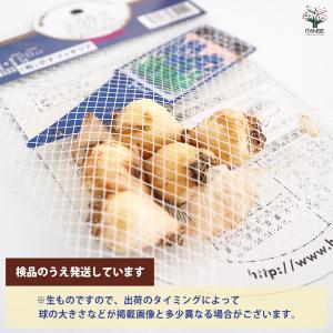 球根 ムスカリ ダークアイズ 花球根 5球/お...の詳細画像2
