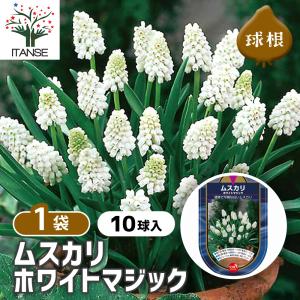 ムスカリ ホワイトマジック 花球根 10球/1個...の商品画像