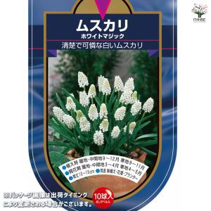 ムスカリ ホワイトマジック 花球根 10球/1...の詳細画像1