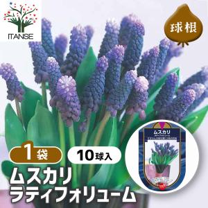 球根 ムスカリ ラティフォリューム 花球根 10球/1個売り 球根の花 鉢植え 地植え ガーデニング