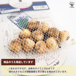 球根 ムスカリ ラティフォリューム 花球根 1...の詳細画像2