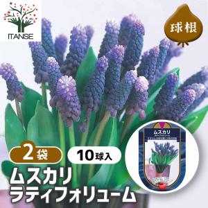 球根 ムスカリ ラティフォリューム 花球根 10球/お買い得2個セット 球根の花 鉢植え 地植え ガーデニング