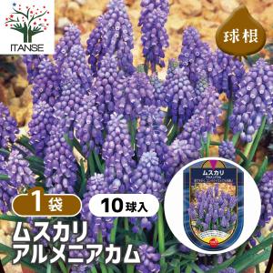 ムスカリ アルメニアカム 花球根 10球/1個売り 球根 花の球根 むすかり 寄せ植え ガーデニング 鑑賞 栽培 庭園菜園