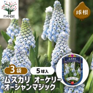 【球根】ムスカリ　ミックス　10球　ピンク　白　青　薄青　子株付き 球根 ムスカリ 3種混合 【花球根 10球】｜ 【植物のITANSE】全品