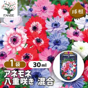 アネモネ 八重咲き 混合 花球根 30ML/1個売り ボタンイチゲ ベニバナナオキナグサ お花 園芸品種 寄植え