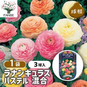 球根 ラナンキュラス パステル 混合 花球根 3...の商品画像