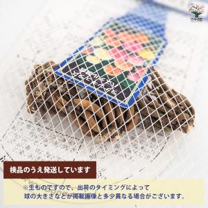 球根 ラナンキュラス パステル 混合 花球根 ...の詳細画像2