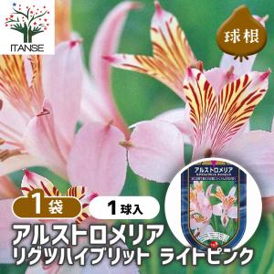 2025年11月】アルストロメリアのおすすめ人気ランキング - Yahoo