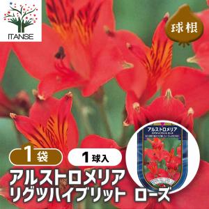 アルストロメリア リグツハイブリッド 白 球根 （1株入） （植え付け