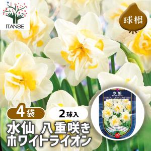 球根 水仙八重咲き ホワイトライオン 花球根 2球/お買い得4個セット 球根の花 鉢植え 地植え ガーデニング