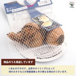 球根 水仙八重咲き アイスキング 花球根 2球...の詳細画像2