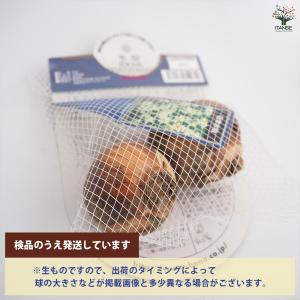球根 水仙房咲き 日本水仙 花球根 2球/1個...の詳細画像2