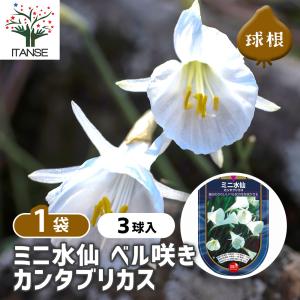 球根 水仙ベル咲きミニ バルボコジューム カンタブリカス 花球根 3球/1個売り 球根の花 鉢植え 地植え ガーデニング