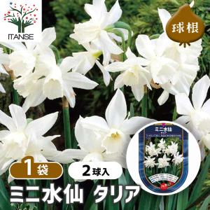 球根 水仙ミニ水仙 タリア 花球根 2球/1個売...の商品画像
