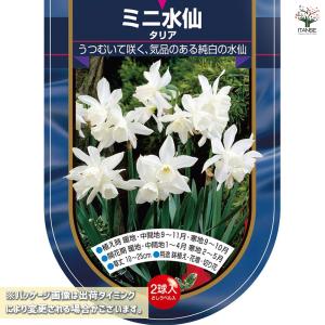 球根 水仙ミニ水仙 タリア 花球根 2球/1個...の詳細画像1