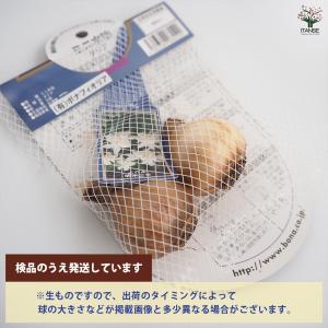 球根 水仙ミニ水仙 タリア 花球根 2球/1個...の詳細画像2