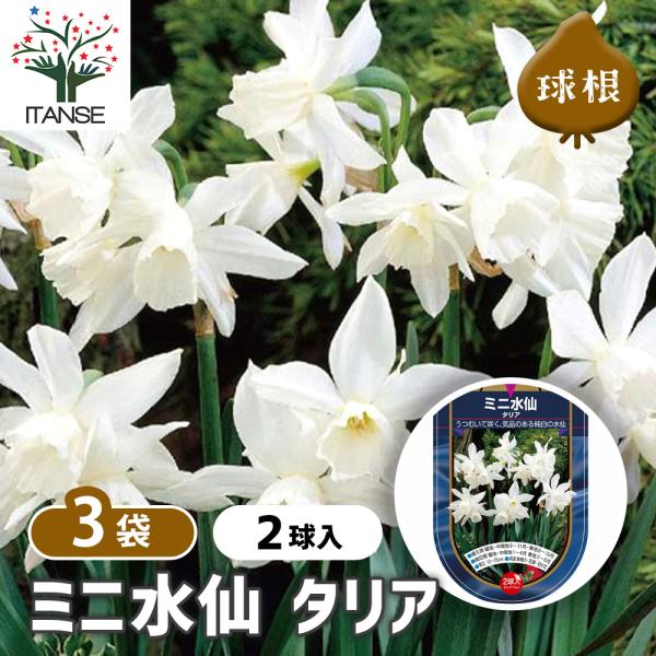 球根 水仙ミニ水仙 タリア 花球根 2球/お買い得3個セット 球根の花 鉢植え 地植え ガーデニング