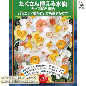 球根 たくさん植える水仙 カップ咲き 混合 花...の詳細画像1