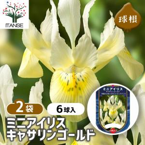 球根 ミニアイリス キャサリンゴールド(黄) 花球根 6球/お買い得2個セット 球根の花 鉢植え 地植え ガーデニング