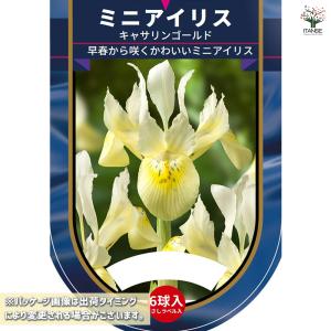 球根 ミニアイリス キャサリンゴールド(黄) ...の詳細画像1