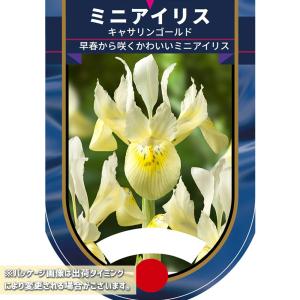 球根 ミニアイリス キャサリンゴールド(黄) ...の詳細画像1
