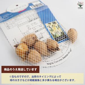 球根 ミニアイリス キャサリンゴールド(黄) ...の詳細画像2