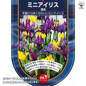 球根 ミニアイリス 混合 花球根 8球/お買い...の詳細画像1