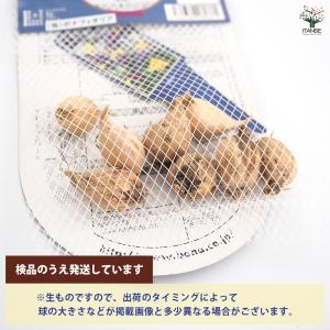 球根 ミニアイリス 混合 花球根 8球/お買い...の詳細画像2