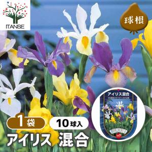 球根 アイリス 混合 花球根 10球/1個売り ...の商品画像