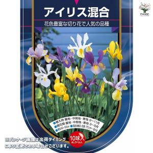 球根 アイリス 混合 花球根 10球/1個売り...の詳細画像1