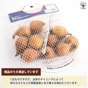 球根 アイリス 混合 花球根 10球/1個売り...の詳細画像2