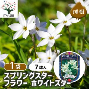 球根 スプリングスターフラワー ホワイトスター 花球根 7球/1個売り 球根の花 鉢植え 地植え ガーデニング