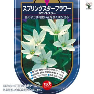 球根 スプリングスターフラワー ホワイトスター...の詳細画像1