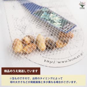 球根 スプリングスターフラワー ホワイトスター...の詳細画像2