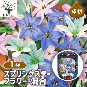 球根 スプリングスターフラワー 混合 花球根 7...の商品画像