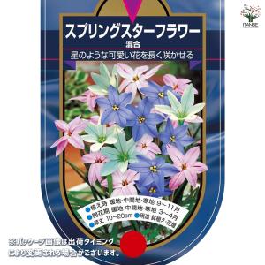 球根 スプリングスターフラワー 混合 花球根 ...の詳細画像1